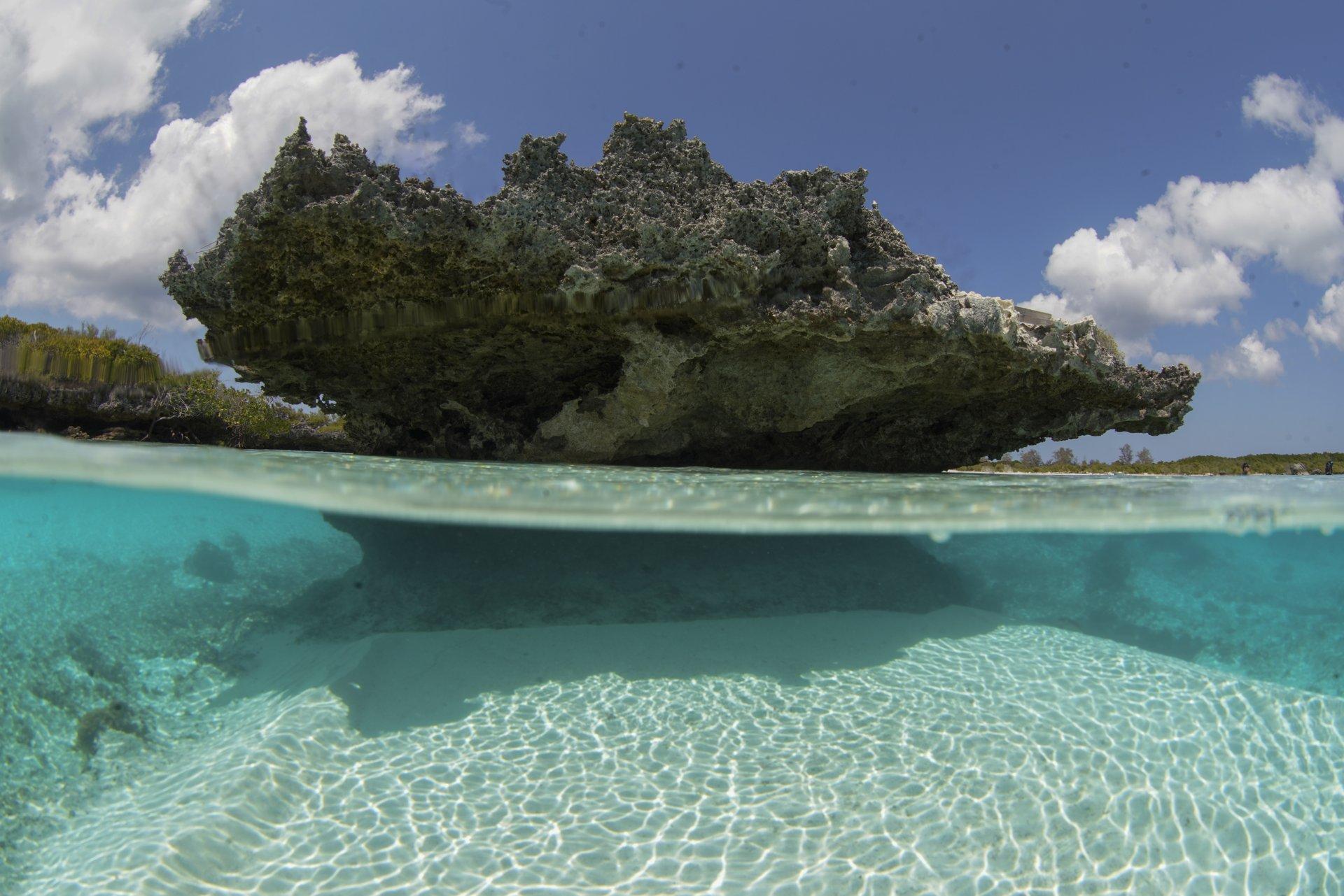 Immagine di sfondo della pagina Seychelles, il fascino di Aldabra