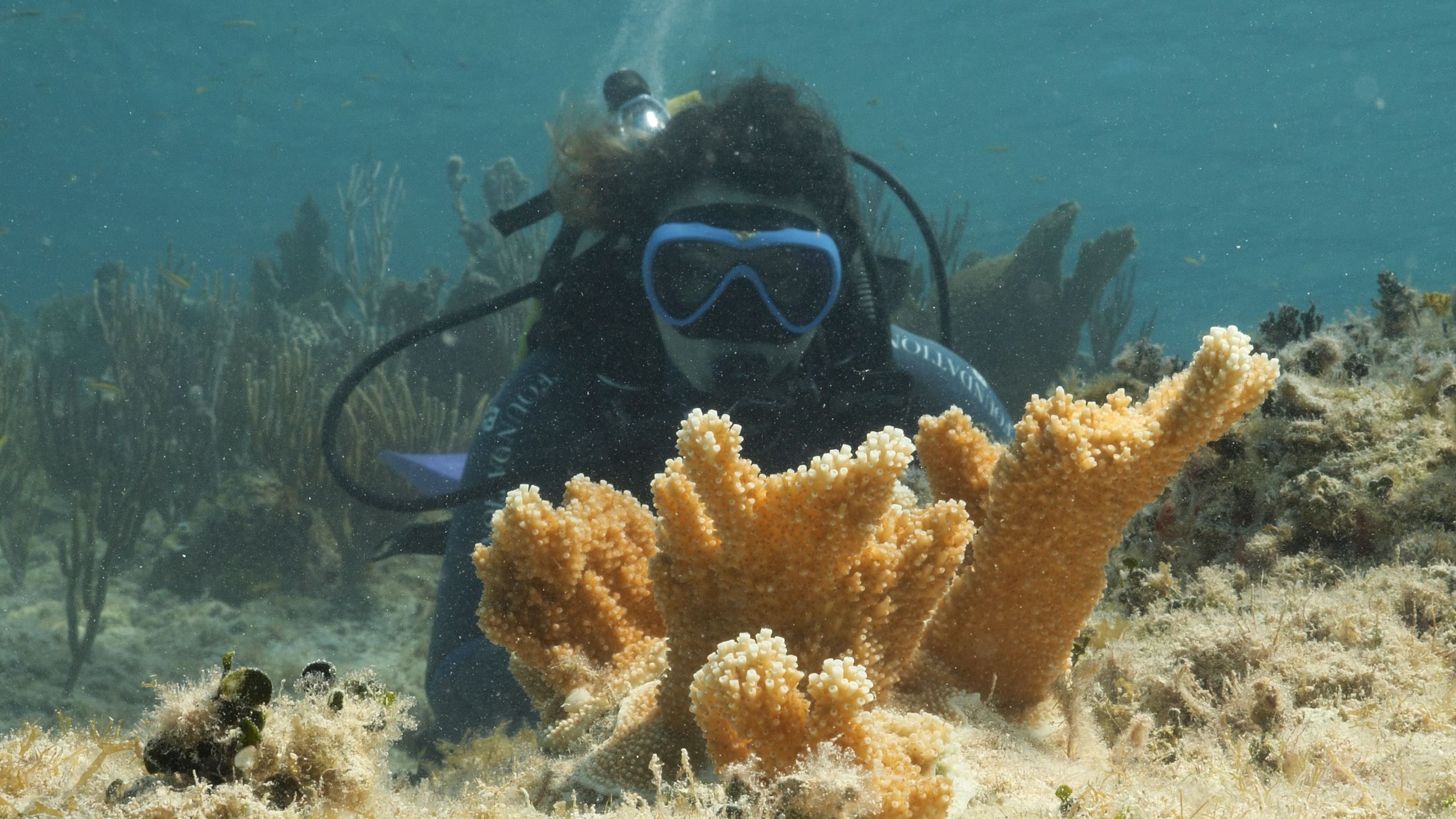 Immagine MSC Foundation, nuova fase del programma per salvare i reef delle Bahamas