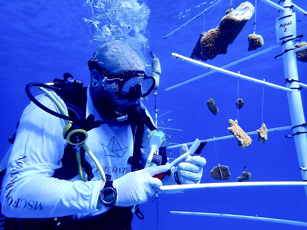 Immagine di sfondo della pagina MSC Crociere: una rotta sostenibile verso le zero emissioni entro il 2050. Pubblicato oggi il Rapporto di Sostenibilità 2024