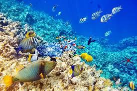 Immagine di sfondo della pagina Caleidoscopio e Oltremare puntano sul Mar Rosso