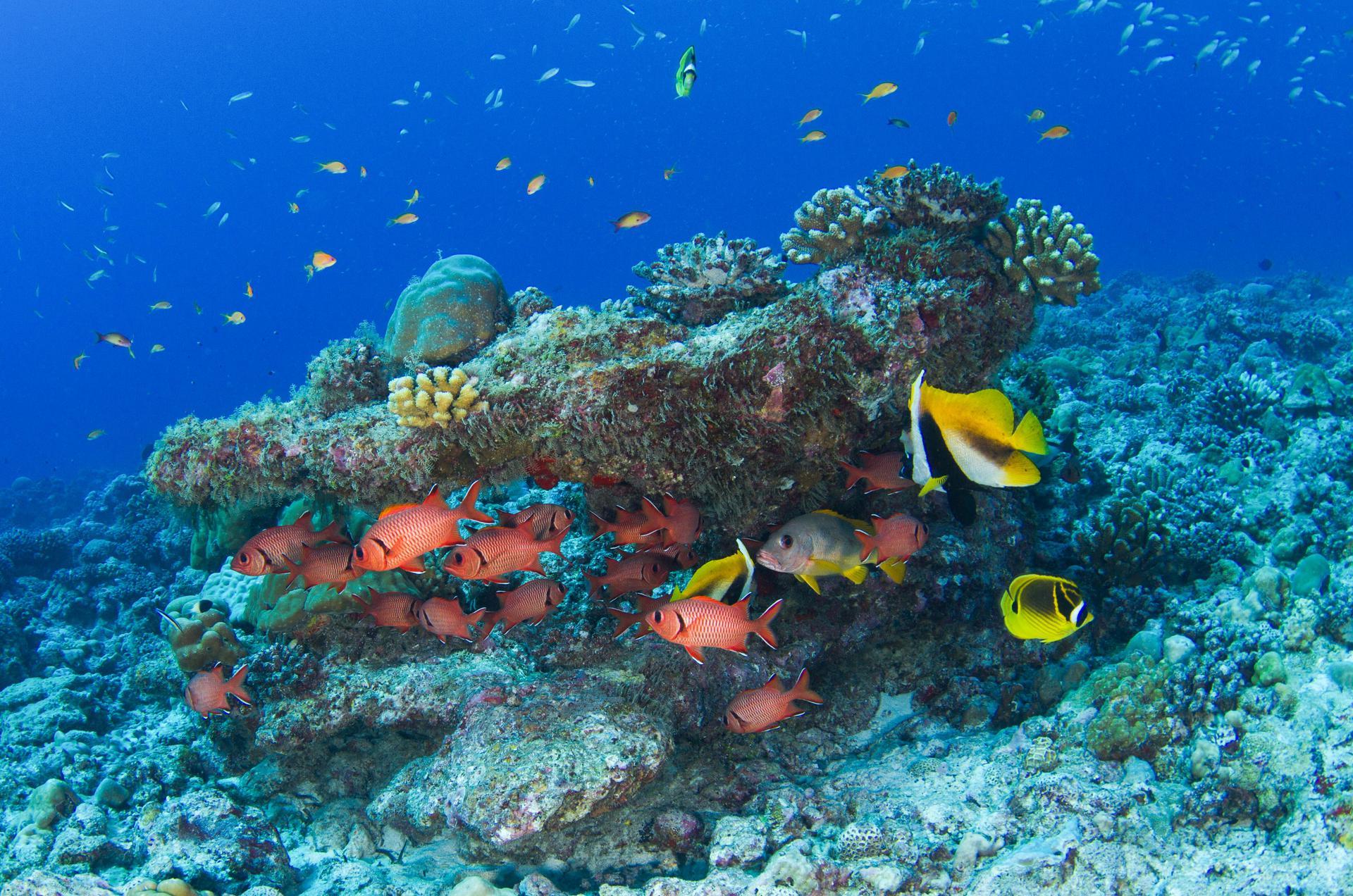Immagine di sfondo della pagina Seychelles impegno per la preservazione dei coralli