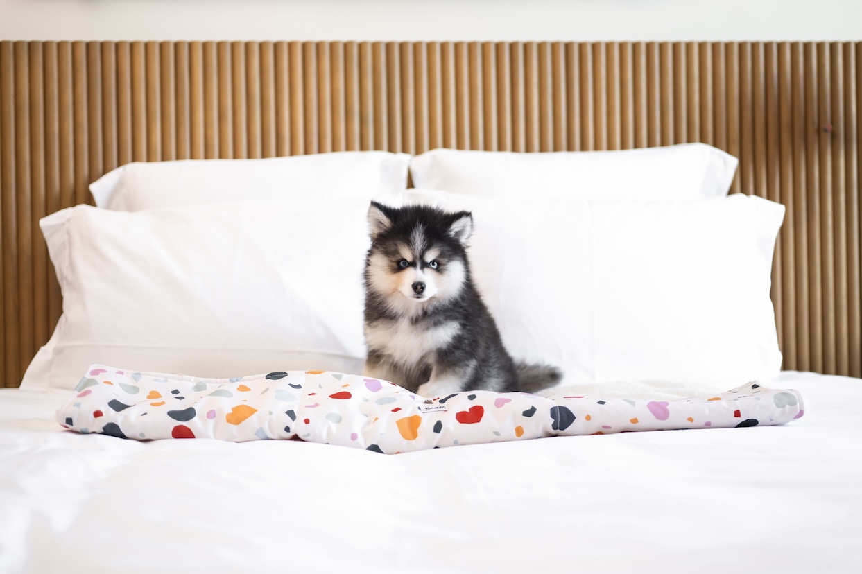 Immagine di sfondo della pagina Mama Shelter Roma: hotel pet-friendly senza supplemento per i cani
