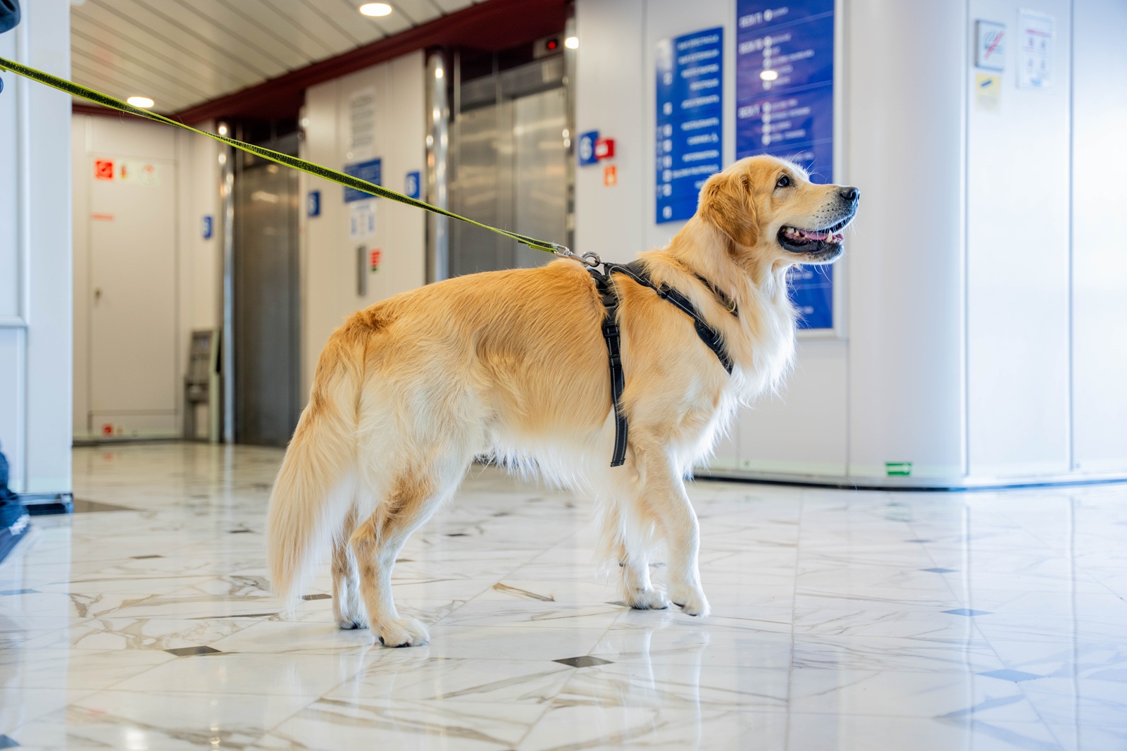 Immagine Vacanze a quattro zampe: GNV lancia nuovi servizi pet-friendly in collaborazione con Innovadog