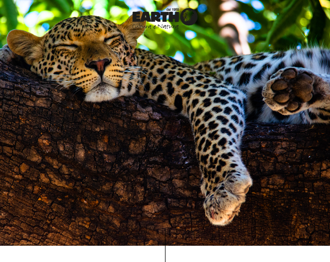 Immagine di sfondo della pagina Glamping in Botswana: un safari esclusivo sotto le stelle con Earth Viaggi