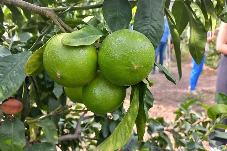 Immagine Reggio Calabria lancia la Via del Bergamotto