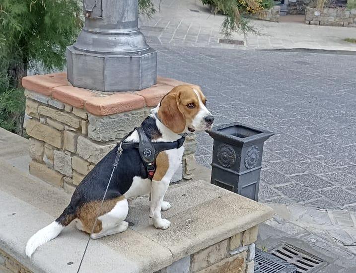 Immagine di sfondo della pagina Tra cupole e cipressi: il dog trekking a Firenze