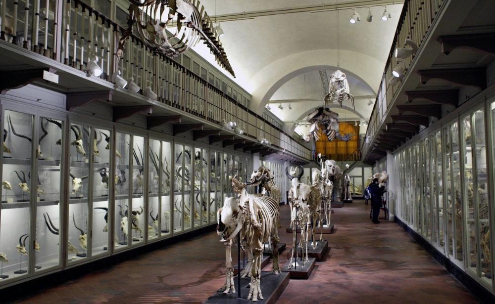 Immagine di sfondo della pagina Firenze riscopre La Specola: scienza, natura e memoria nel museo scientifico più antico d’Europa