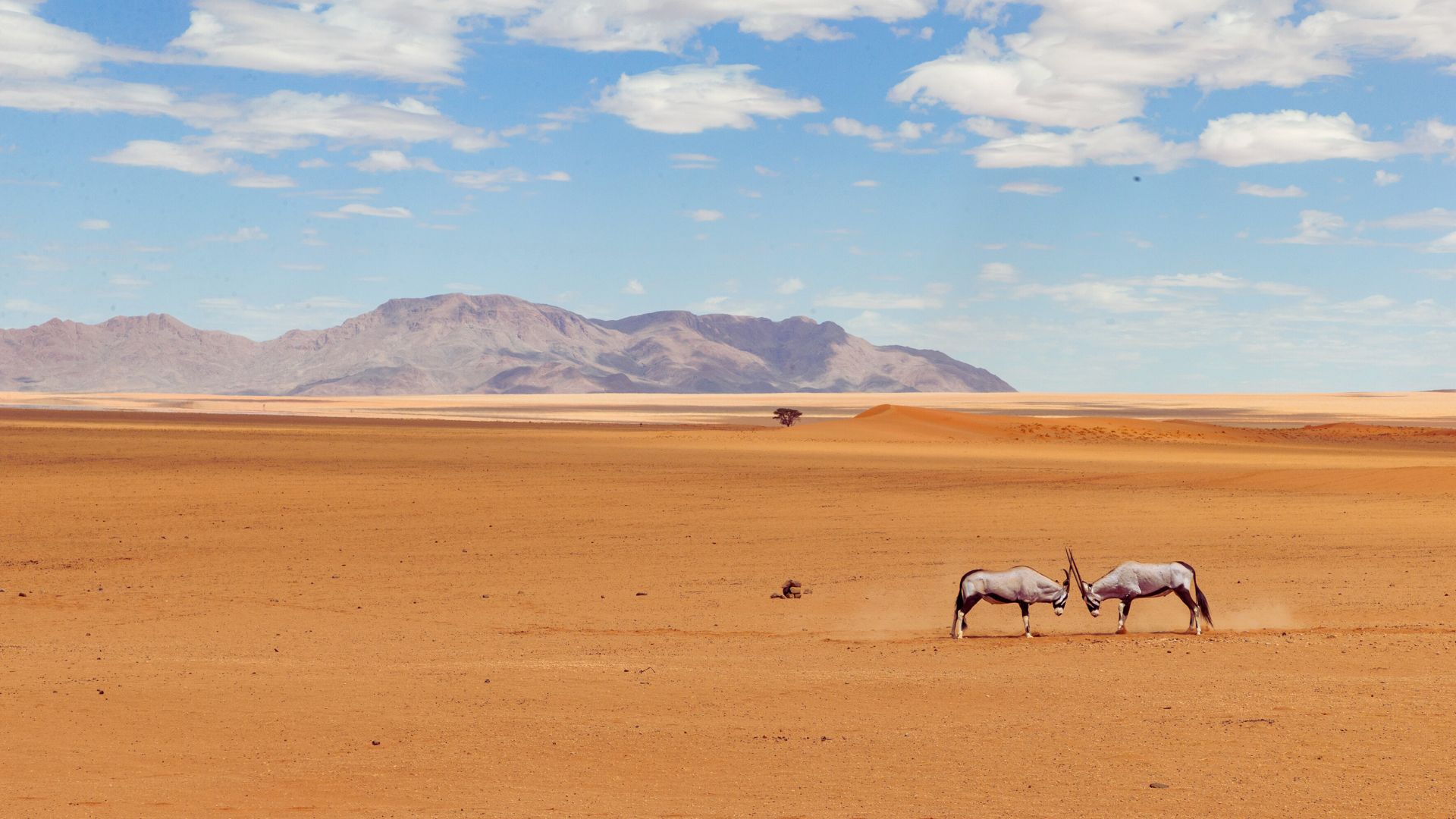 Immagine di sfondo della pagina Namibia in volo: Gabbiano Livingston rilancia l'alta gamma con due viaggi esclusivi tra deserto e savana