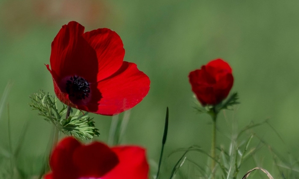 Immagine Israele, il Negev si tinge di rosso: torna la fioritura degli anemoni per il Darom Balev Festival 2026