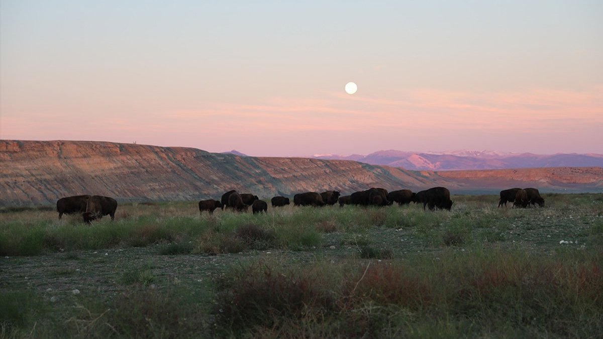 Immagine Stati Uniti, il ritorno del bisonte in Wyoming