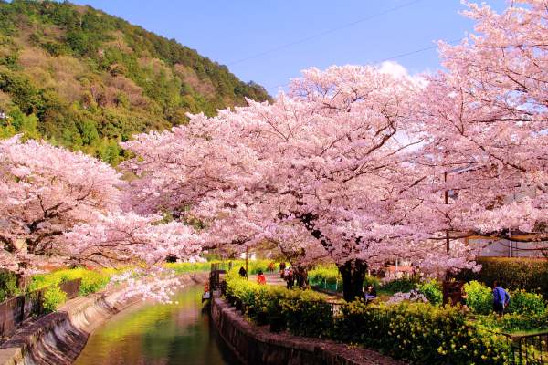Immagine Kyoto oltre l’immagine: la città che respira e si rigenera nei suoi distretti nascosti