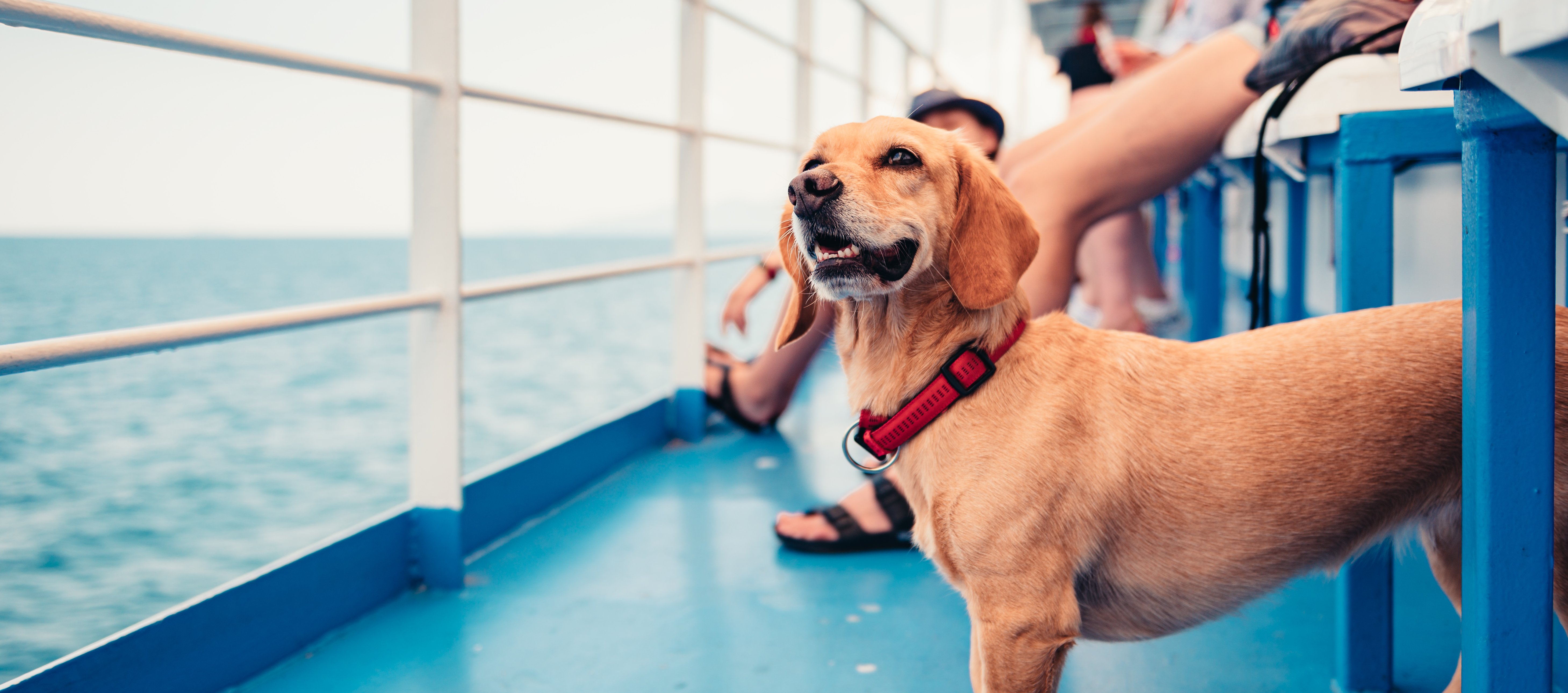 Immagine Vacanze pet-friendly, il 33% dei viaggiatori parte da solo con il proprio animale