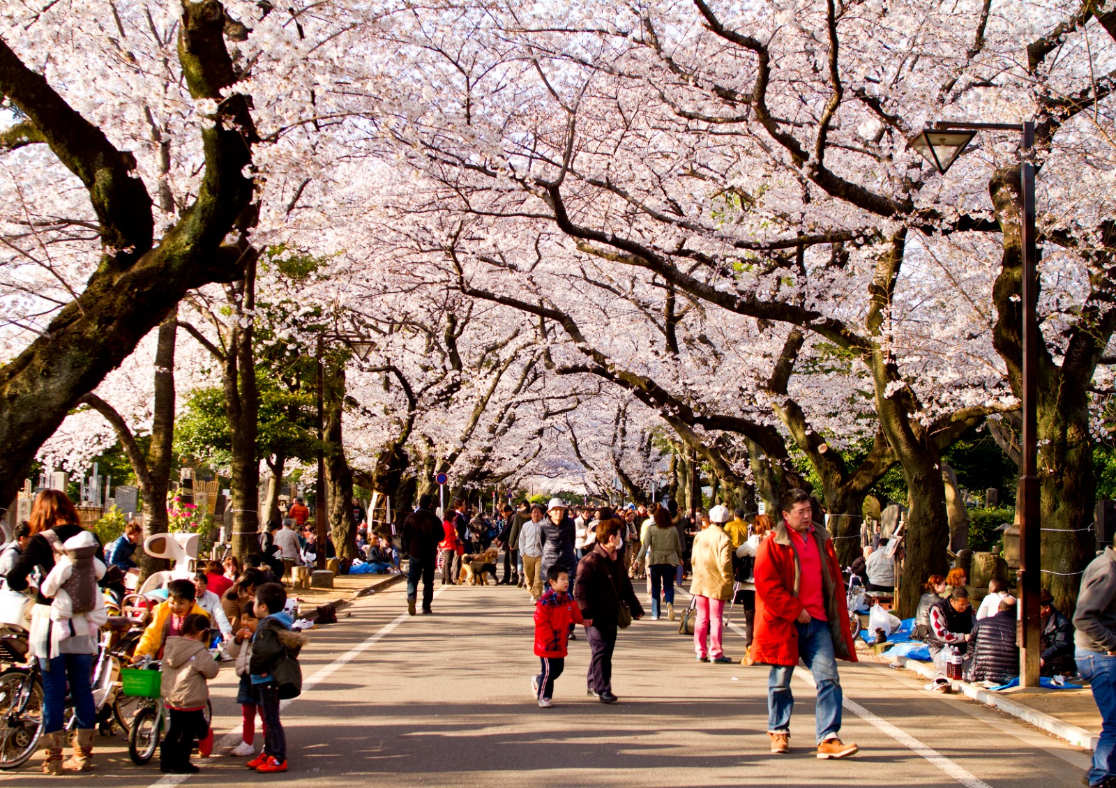 Immagine Hanami a Tokyo 2026: dove ammirare i ciliegi in fiore tra parchi, fiumi e skyline