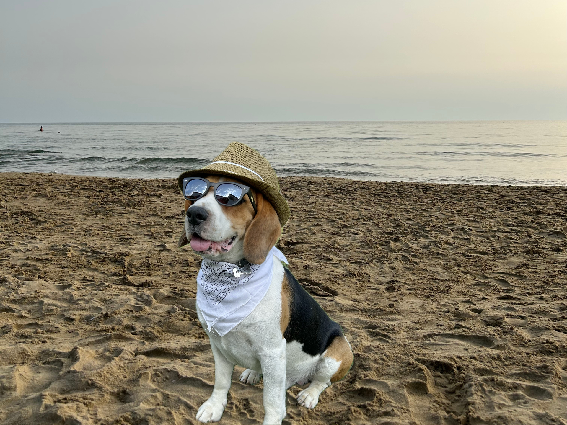 Immagine di sfondo della pagina Vacanze pet-friendly sulla Costa degli Etruschi: natura, spiagge e relax con Fido