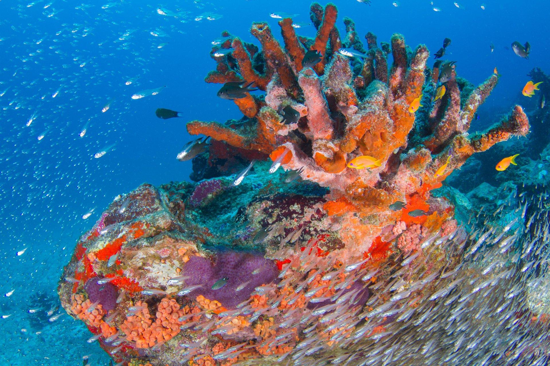 Immagine di sfondo della pagina Natura e sport per le Seychelles
