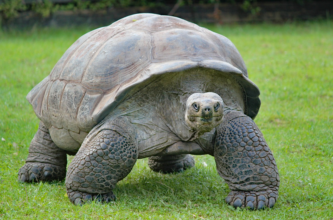 Immaigne dell'articolo Aldabra, l'ultima frontiera selvaggia delle Seychelles
