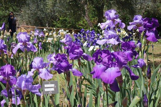 Immagine di sfondo della pagina Il Giardino dell'Iris di Firenze riapre in tutta la sua bellezza