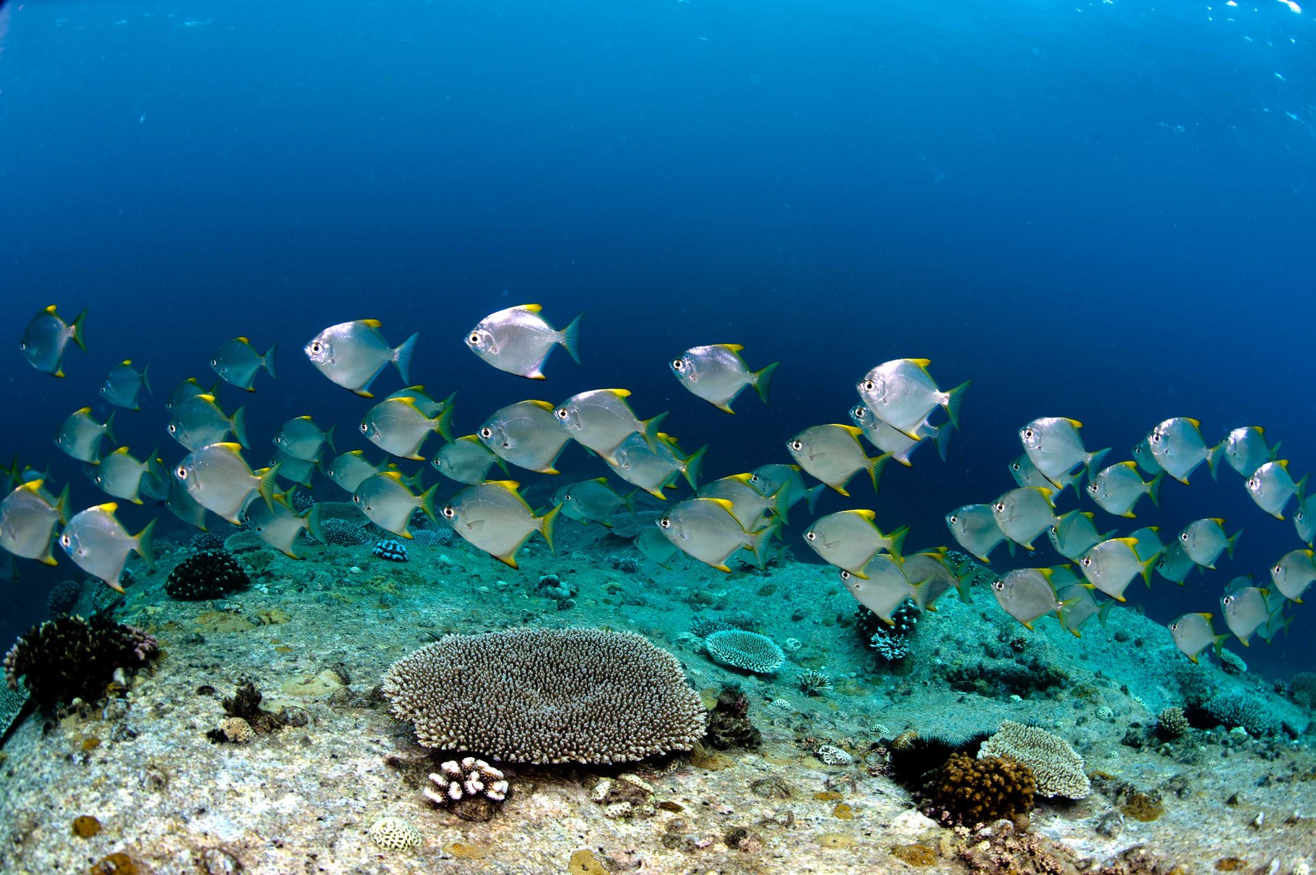 Immagine Freediving Seychelles 2026: avventura esclusiva tra mare e natura