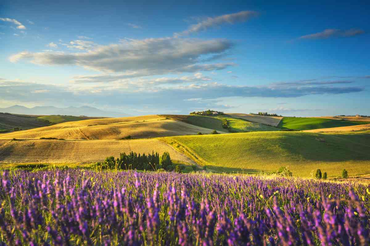 Immagine di sfondo della pagina Costa degli Etruschi: la Toscana della lavanda tra natura, relax e accoglienza di qualità