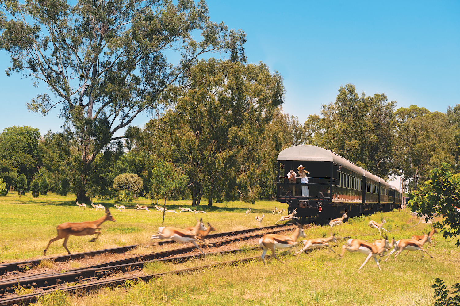 Immagine Sudafrica in treno: il fascino del viaggio slow tra carrozze storiche, lusso e nuove esperienze sostenibili