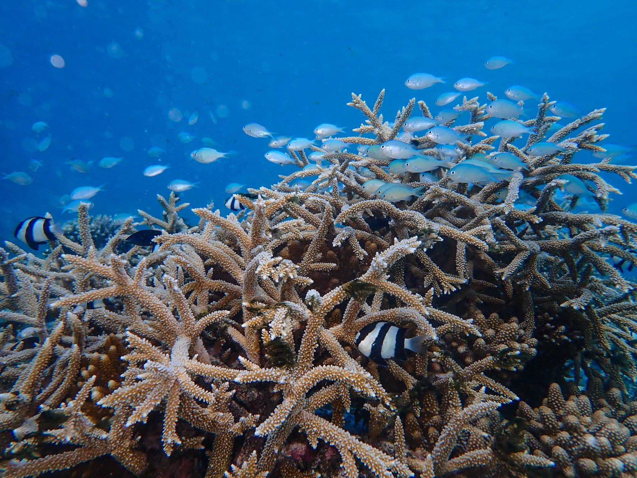 Immagine St. Regis Maldives Vommuli Resort raggiunge 300 cornici coralline nel programma di restauro della barriera