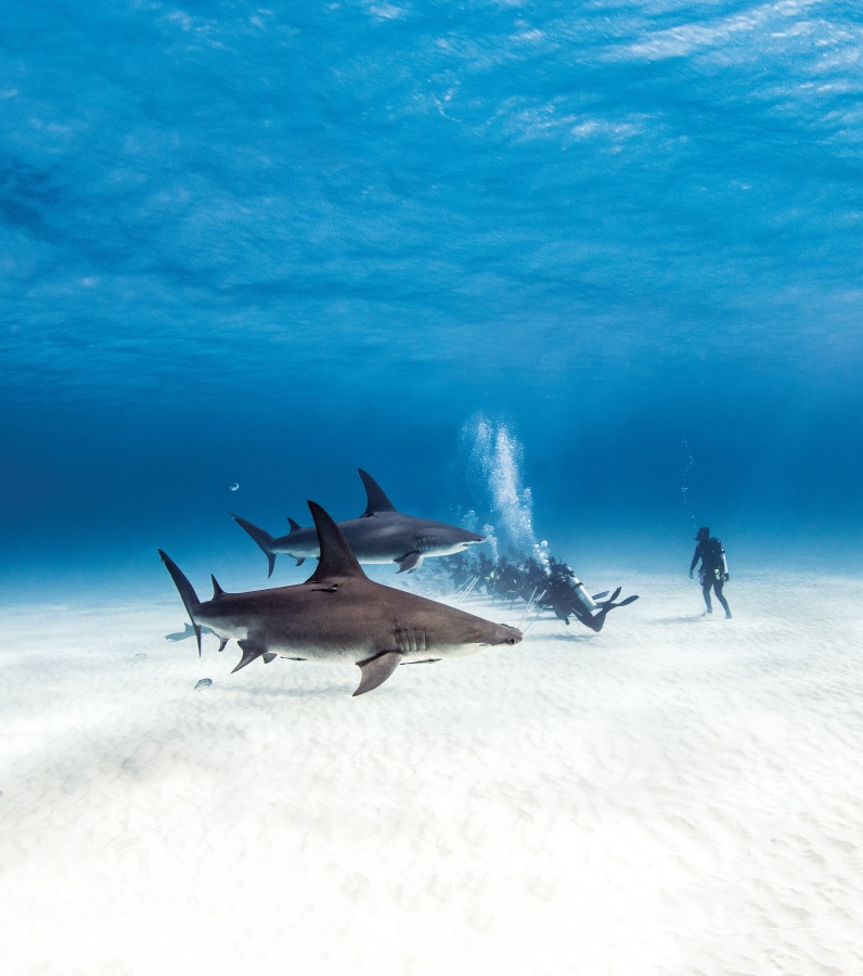 Immagine Bahamas da record: 12,5 milioni di visitatori nel 2025