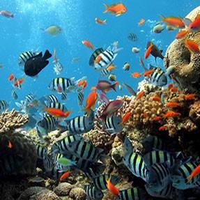 Immagine di sfondo della pagina Mari Oceani e Mar Rosso: le novità di Turisanda