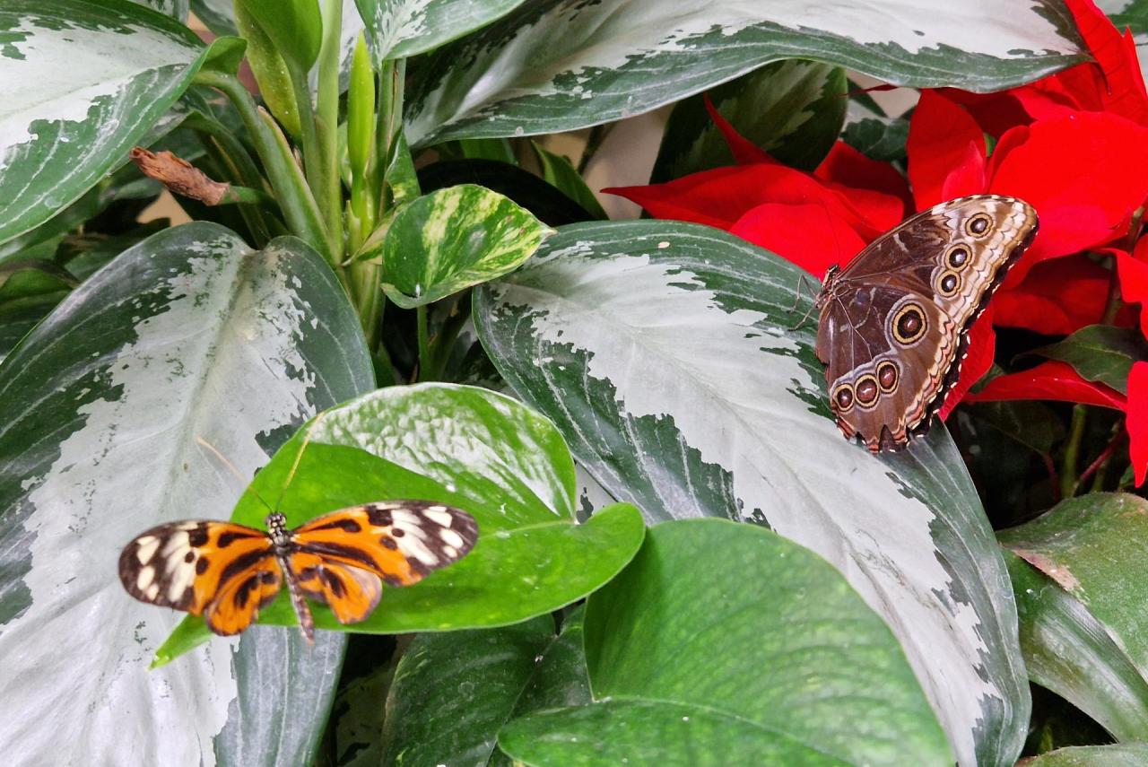 Immagine Budapest reinventa San Valentino tra city break emozionali e lifestyle