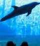 Immagine di sfondo della pagina Alpitour e Villaggi Bravo sponsor dell’acquario di Genova