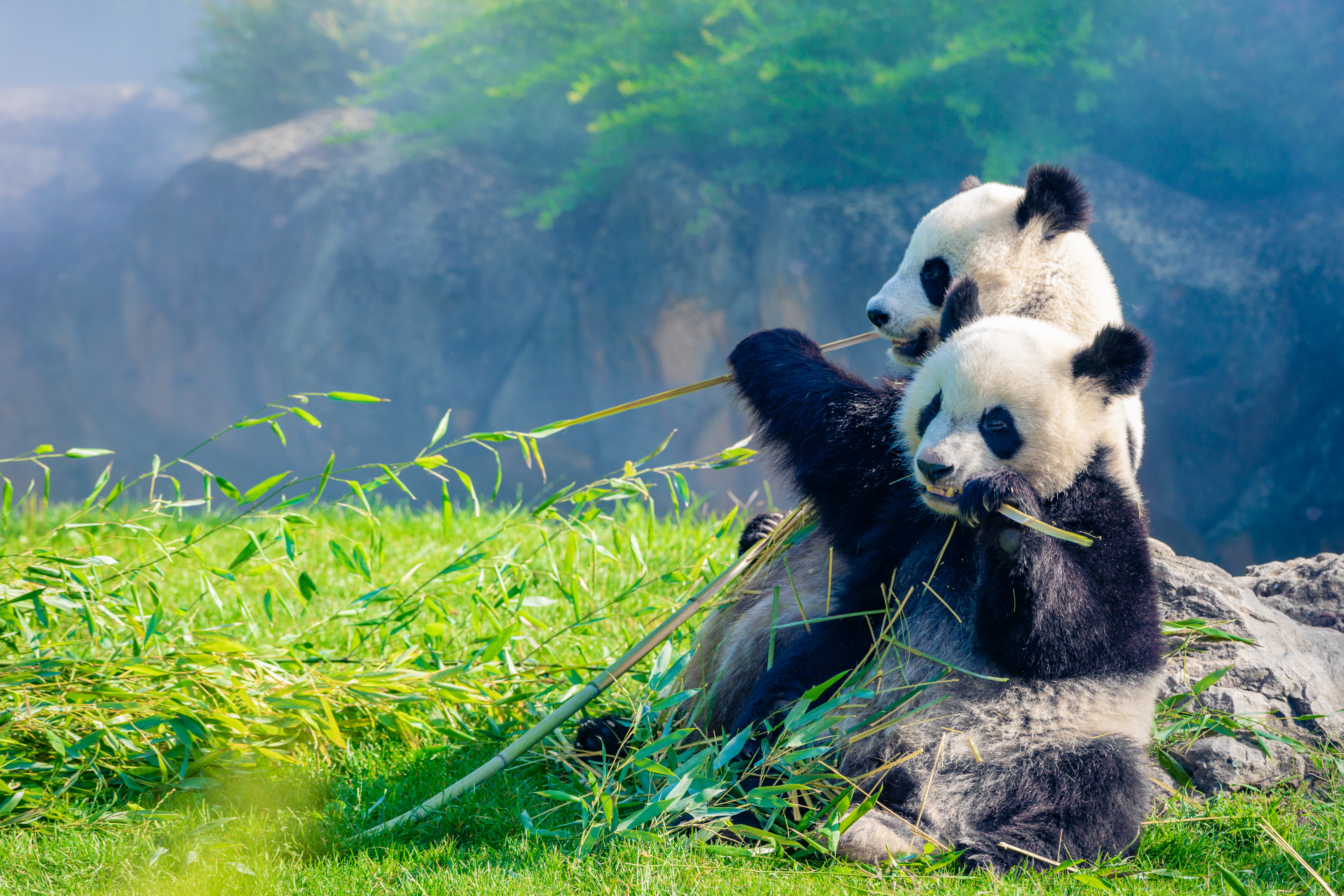 Immagine Utat: focus sulla Cina nel webinar di domani