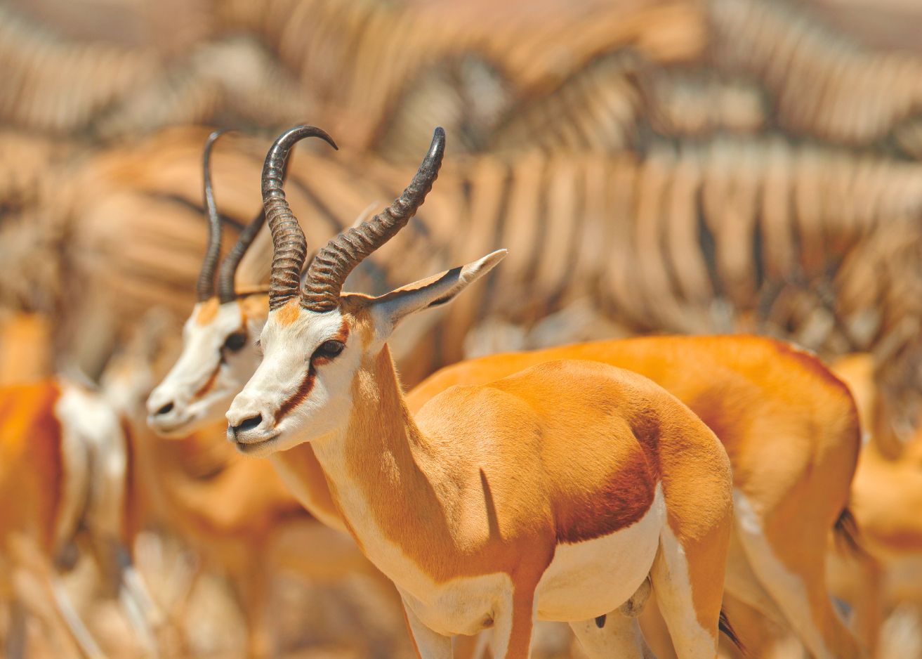 Immagine Guiness Travel amplia l'offerta sull'Africa: 12 itinerari esclusivi per un continente da scoprire