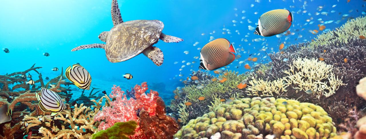 Immagine di sfondo della pagina Glamour Tour Operator, sul Mar Rosso con Sneakers