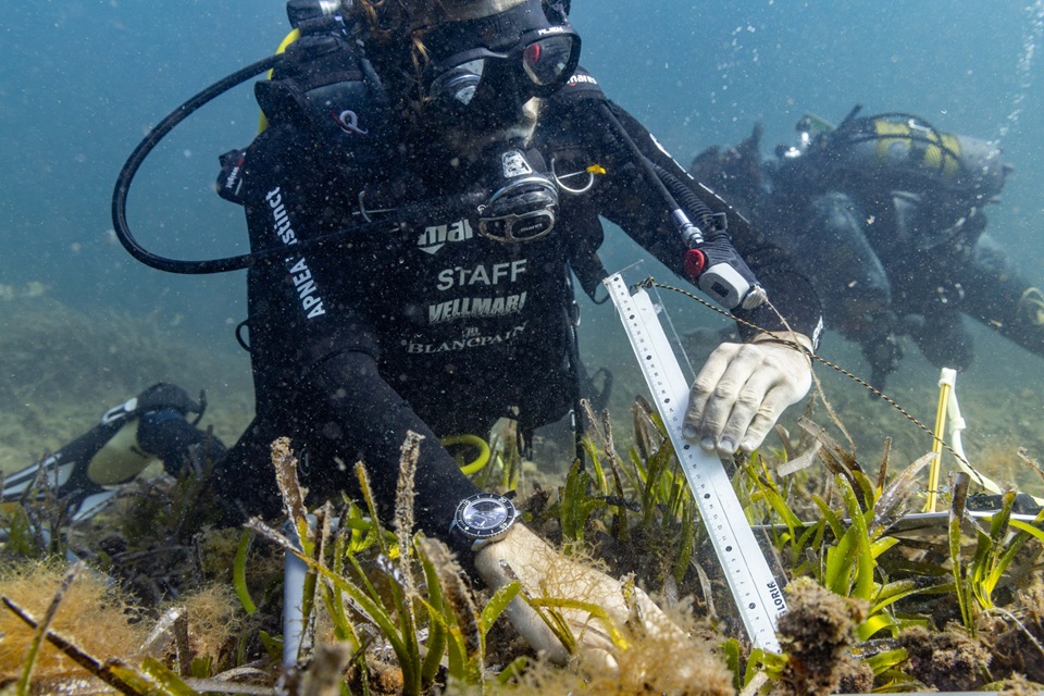 Immagine MSC Foundation e Vellmarí uniscono ricerca, educazione e comunità per salvare la Posidonia