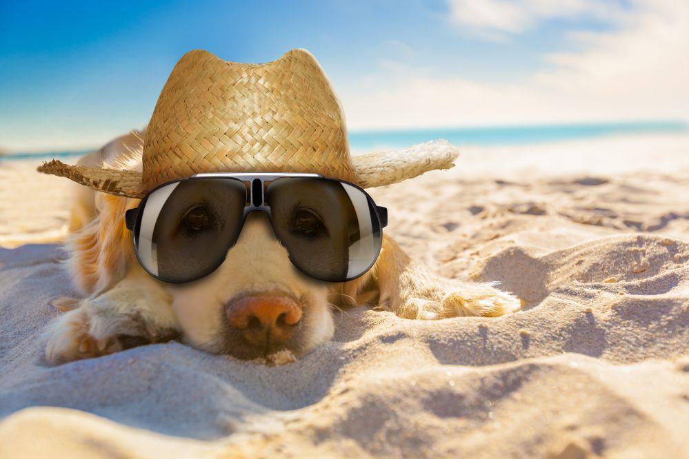 Immagine di sfondo della pagina Vacanze pet friendly per un'esperienza indimenticabile con gli amici a 4 zampe