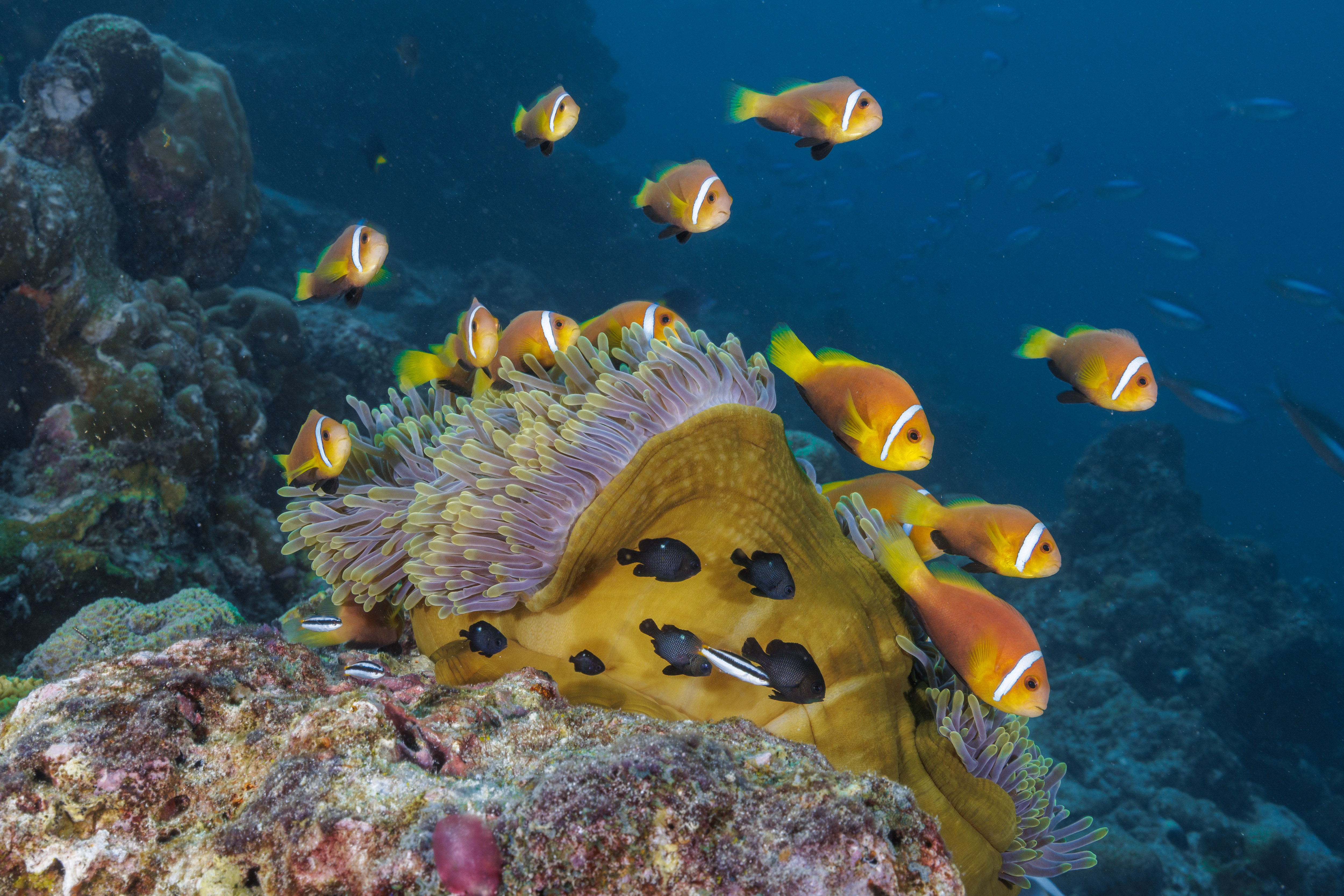Immagine Atmosphere Core lancia il PADI Women’s Dive Month all’OBLU NATURE Helengeli