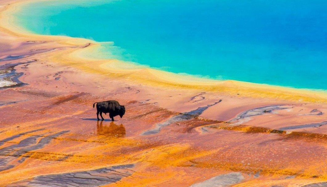Immagine di sfondo della pagina Yellowstone compie 150 anni