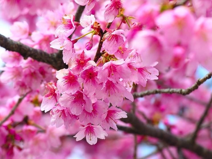 Immagine Primavera a Roma: un tour tra tulipani, rose e ciliegi in fiore