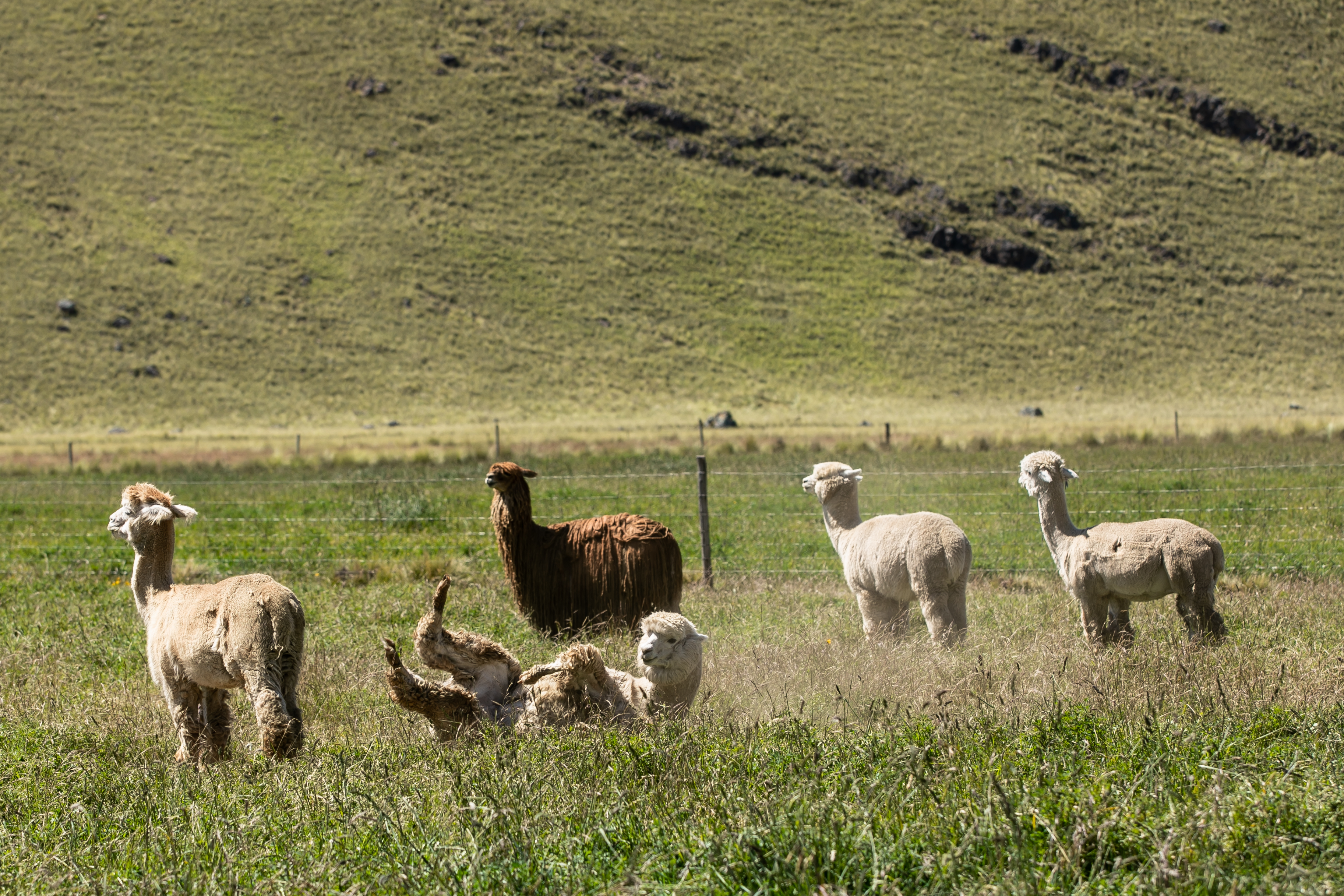 Immagine Slow travel in Perù: Puno, il Lago Titicaca e le isole della tradizione andina