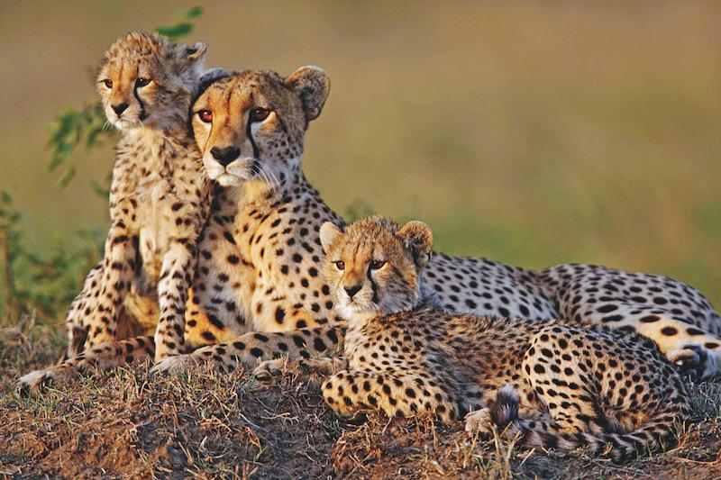 Immagine di sfondo della pagina Il Diamante, nuova struttura in Sudafrica