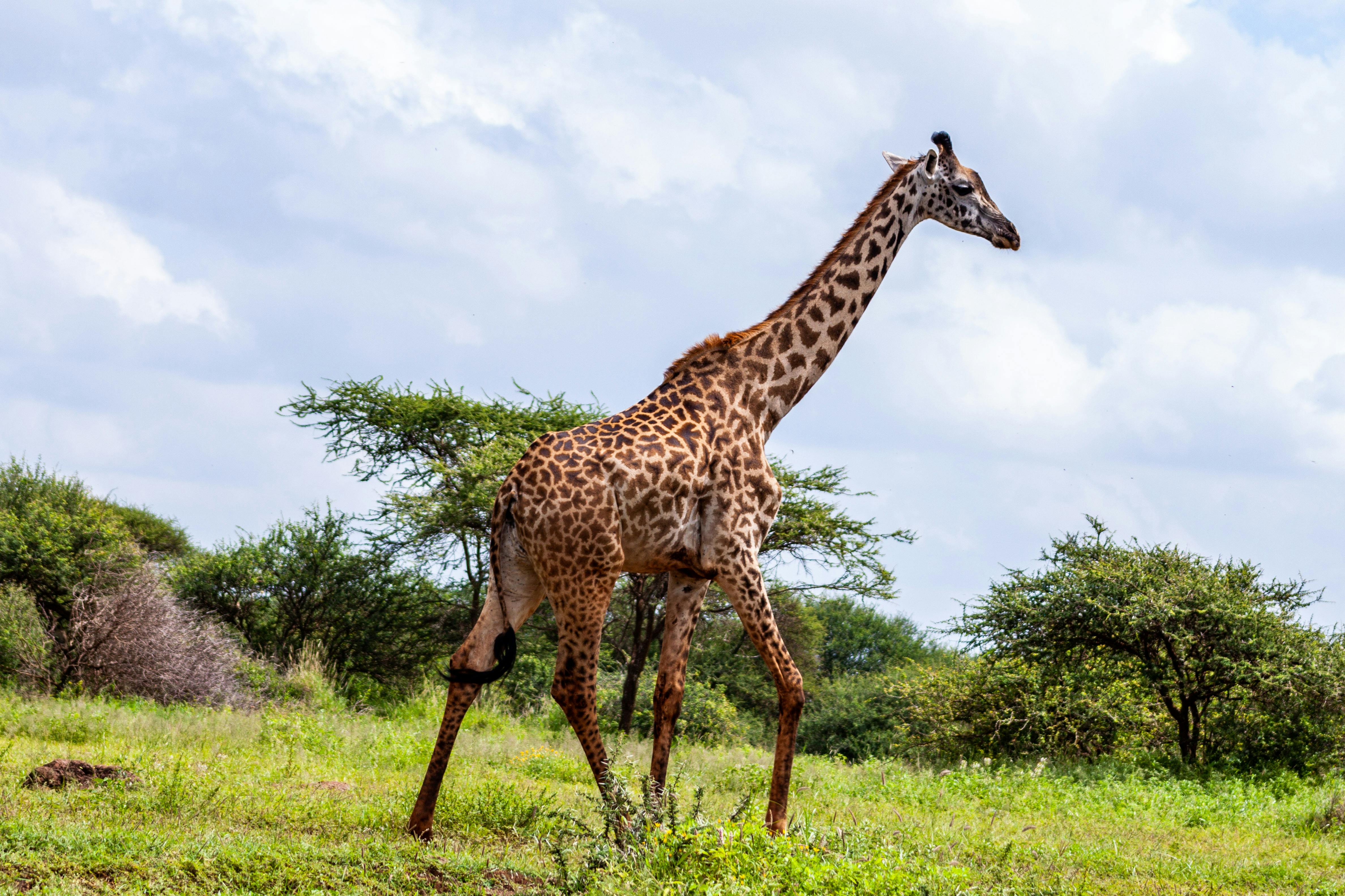 Immagine Record di arrivi in Kenya: 2,4 milioni di turisti nel 2024 con l’Italia tra i principali Paesi di provenienza