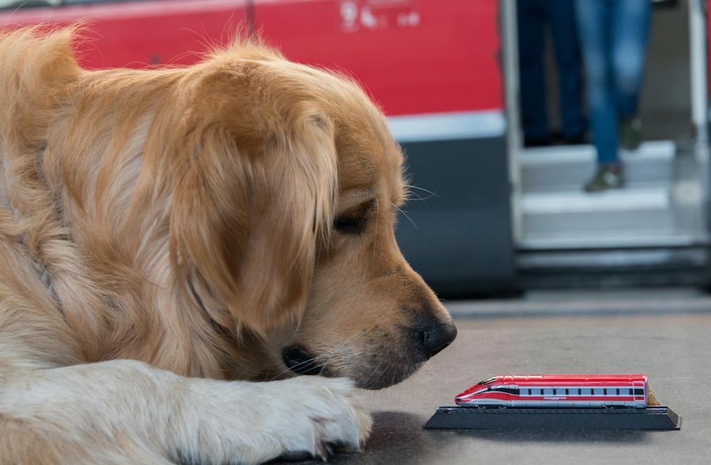 Immagine Trenitalia, estate pet friendly: fino al 15 settembre i cani viaggiano gratis su Frecce e Intercity
