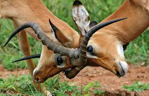 Immagine di sfondo della pagina Il Tucano Viaggi, offerta speciale per scoprire l'Africa