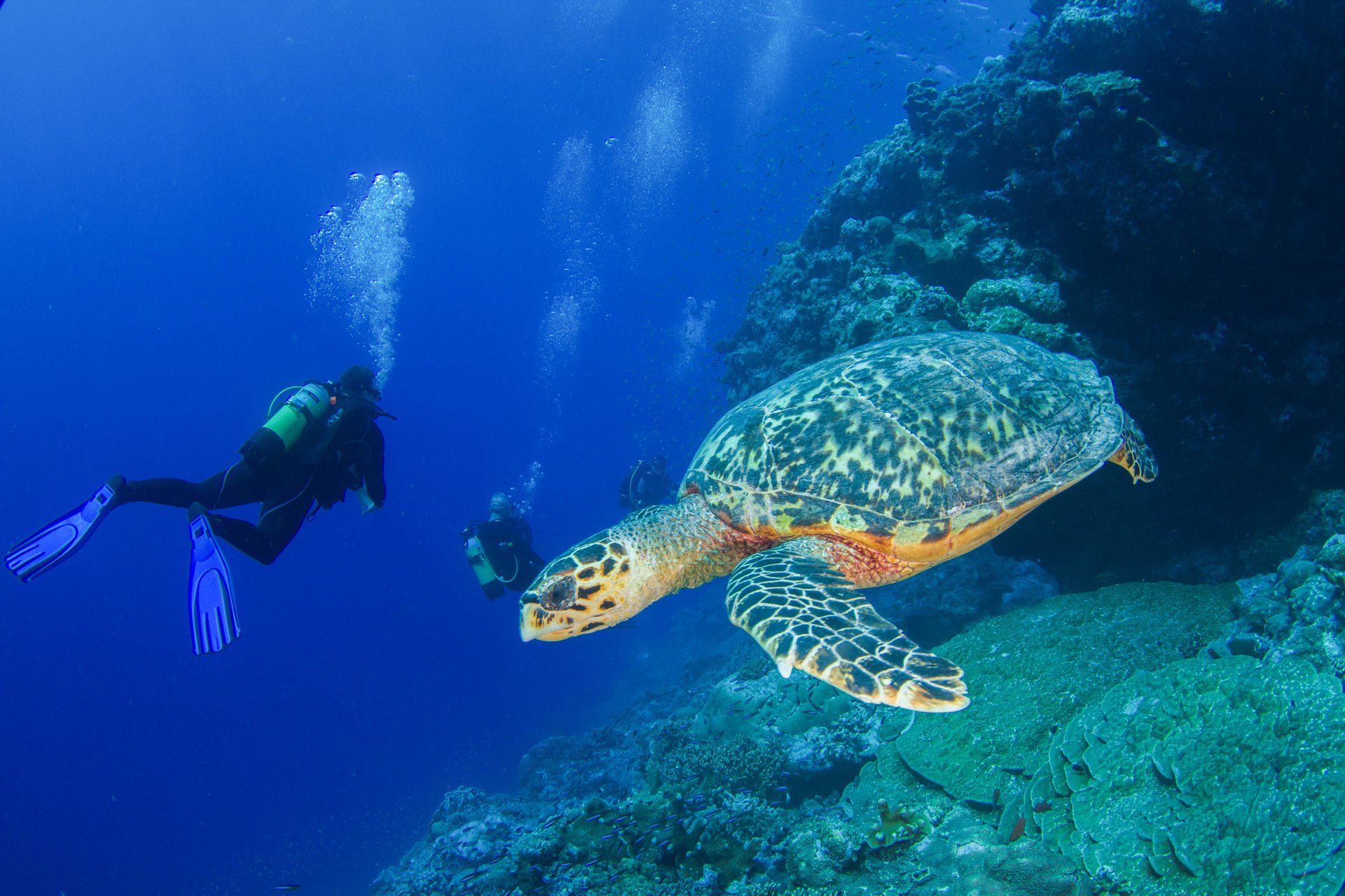 Immagine di sfondo della pagina Seychelles, volontariato ambientale per una nuova esperienza di viaggio responsabile