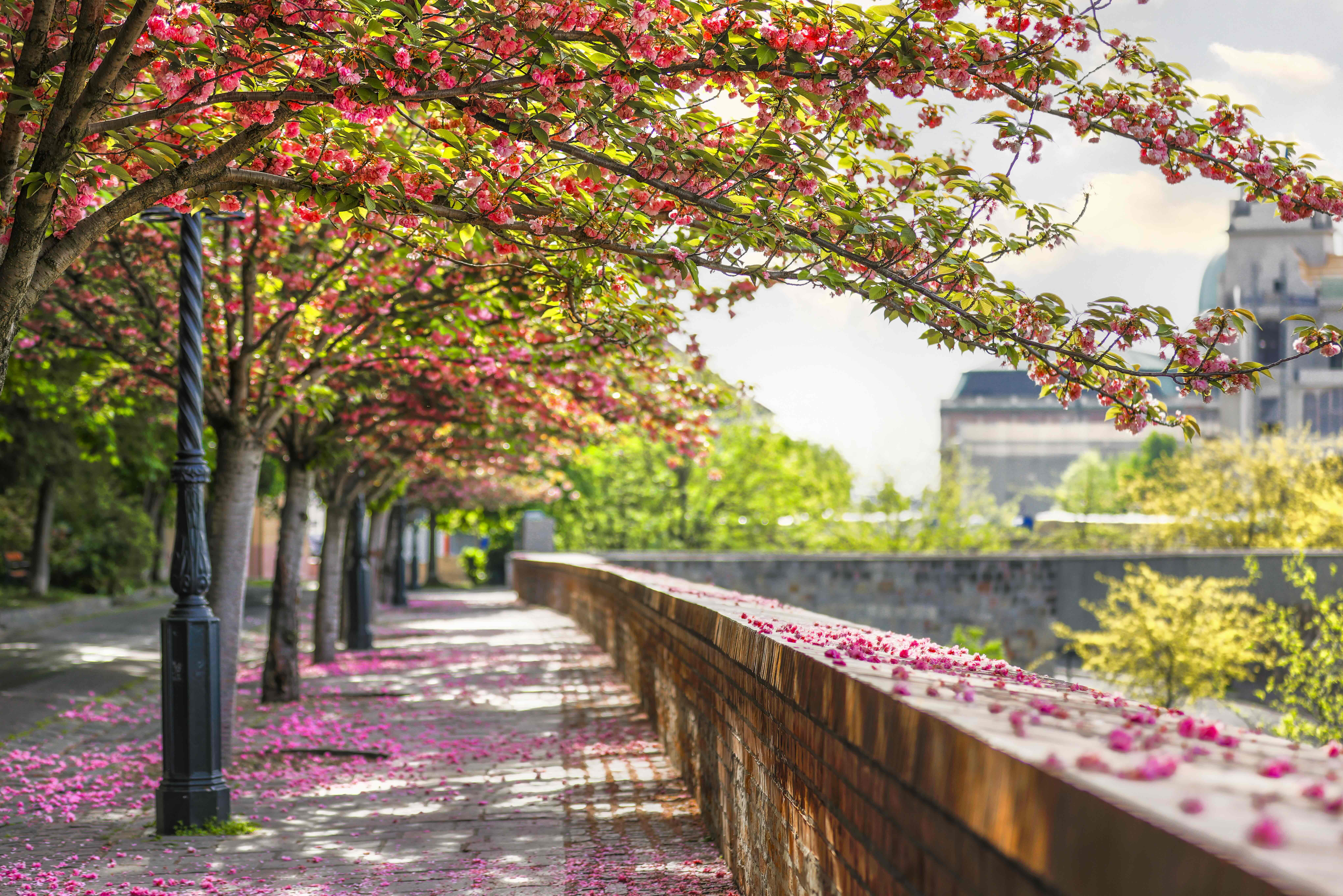 Immagine Ungheria in primavera: mercati di Pasqua, festival musicali e wine event