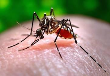 Immagine di sfondo della pagina Zika, informativa  prevenzione e viaggi  del Ministero della Salute 