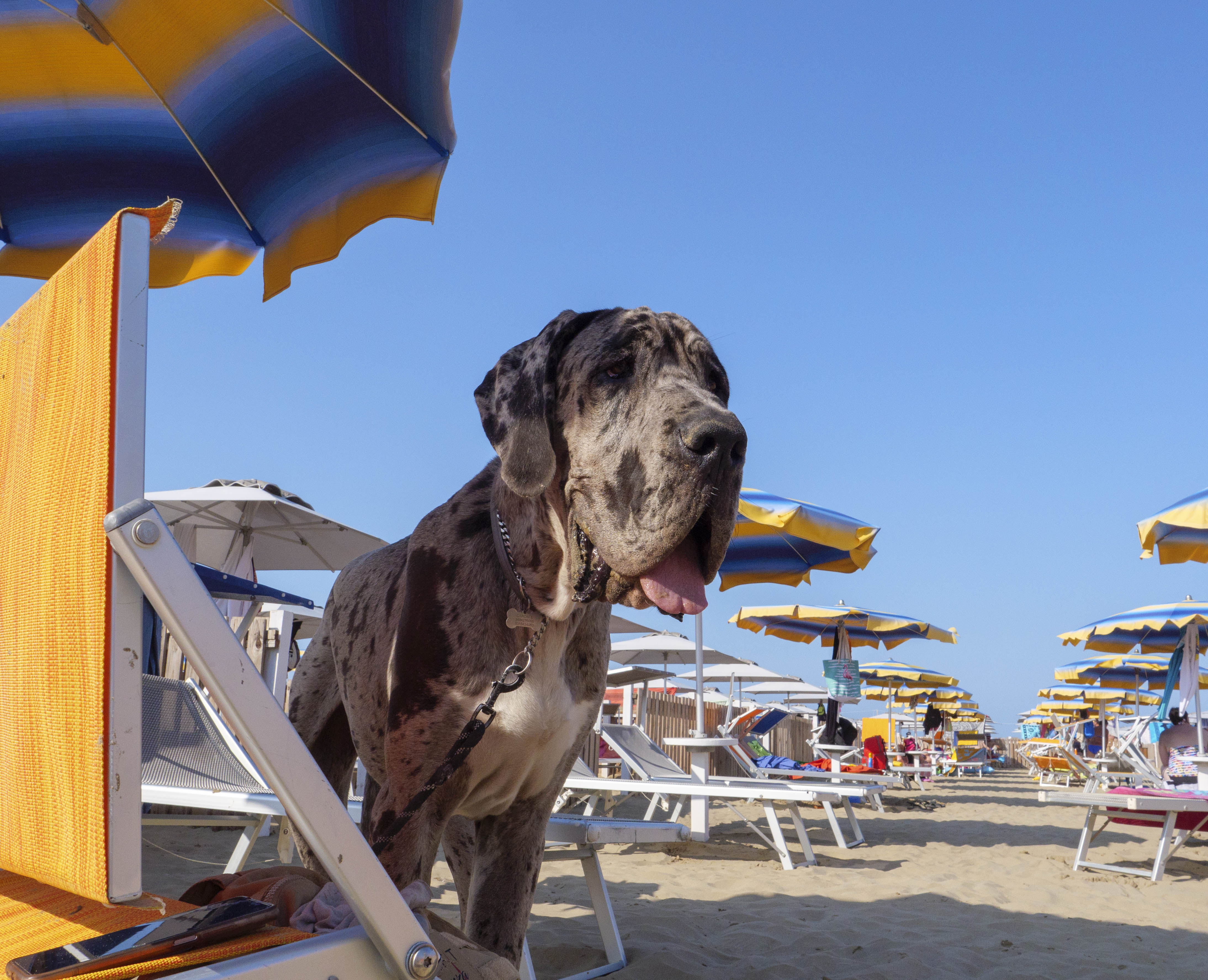 Immagine Rimini e la Romagna sempre più destinazioni per una vacanza a misura di pet