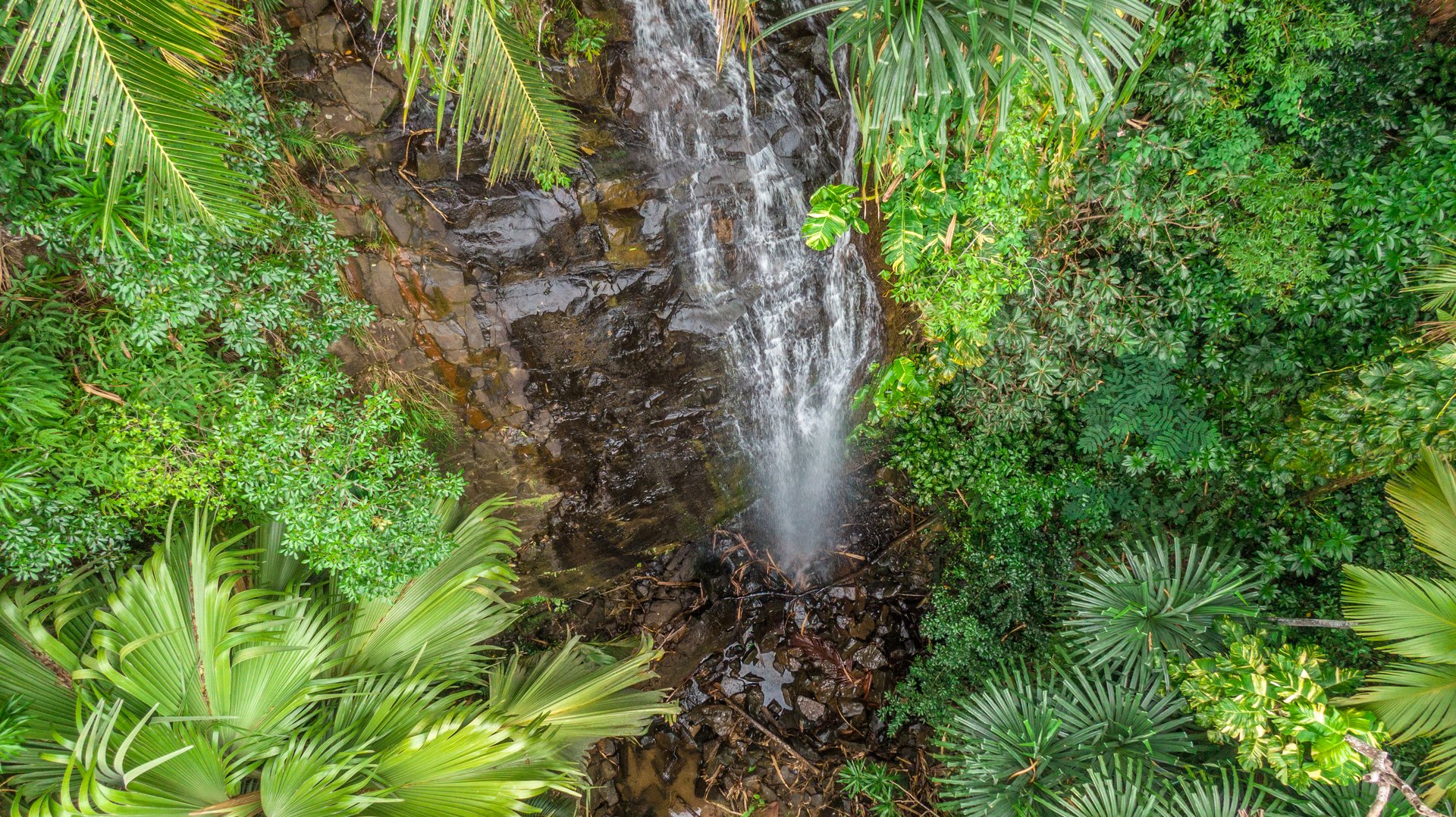 Immagine Seychelles, il turismo sostenibile si rafforza: oltre 2.000 nuovi alberi grazie a una partnership internazionale