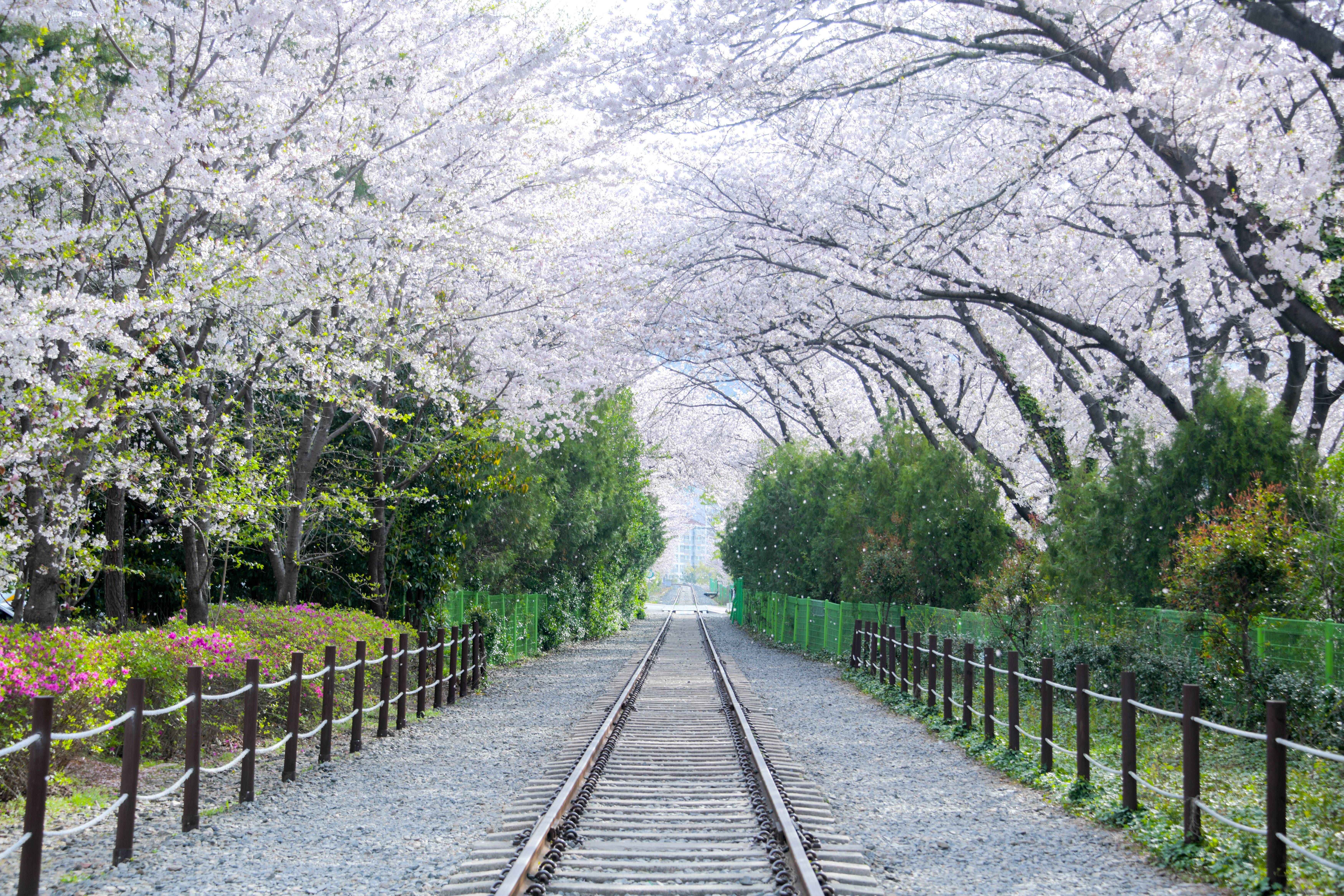 Immagine Viaggio in Corea del Sud: la guida alla primavera tra festival e esperienze slow
