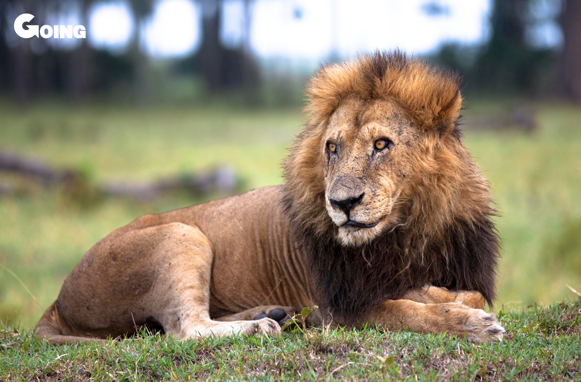 Leone in parco nazionale Masai Mara_copy Chibbert da Getty Images_Canva