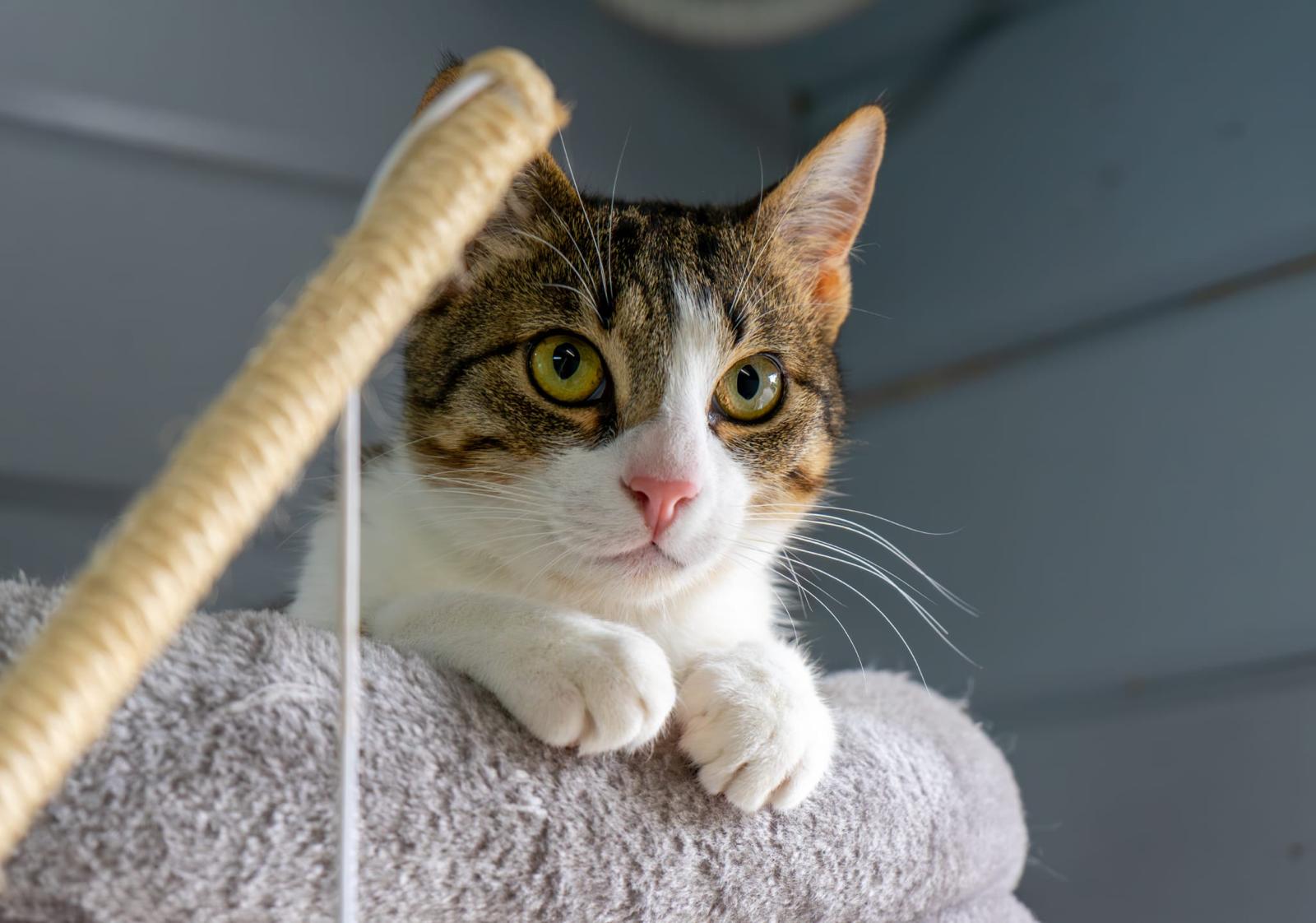 Immagine Italo e Empethy: torna il Rifugio Virtuale per salvare cani e gatti abbandonati
